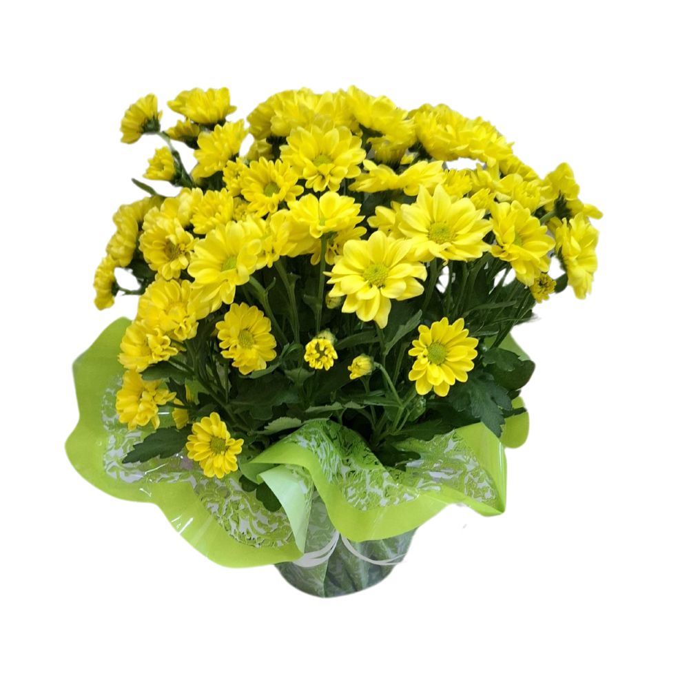 Mini Margarida Amarela