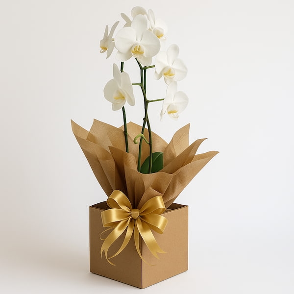 Orquídea Phalaenopsis Branca no Cachepot