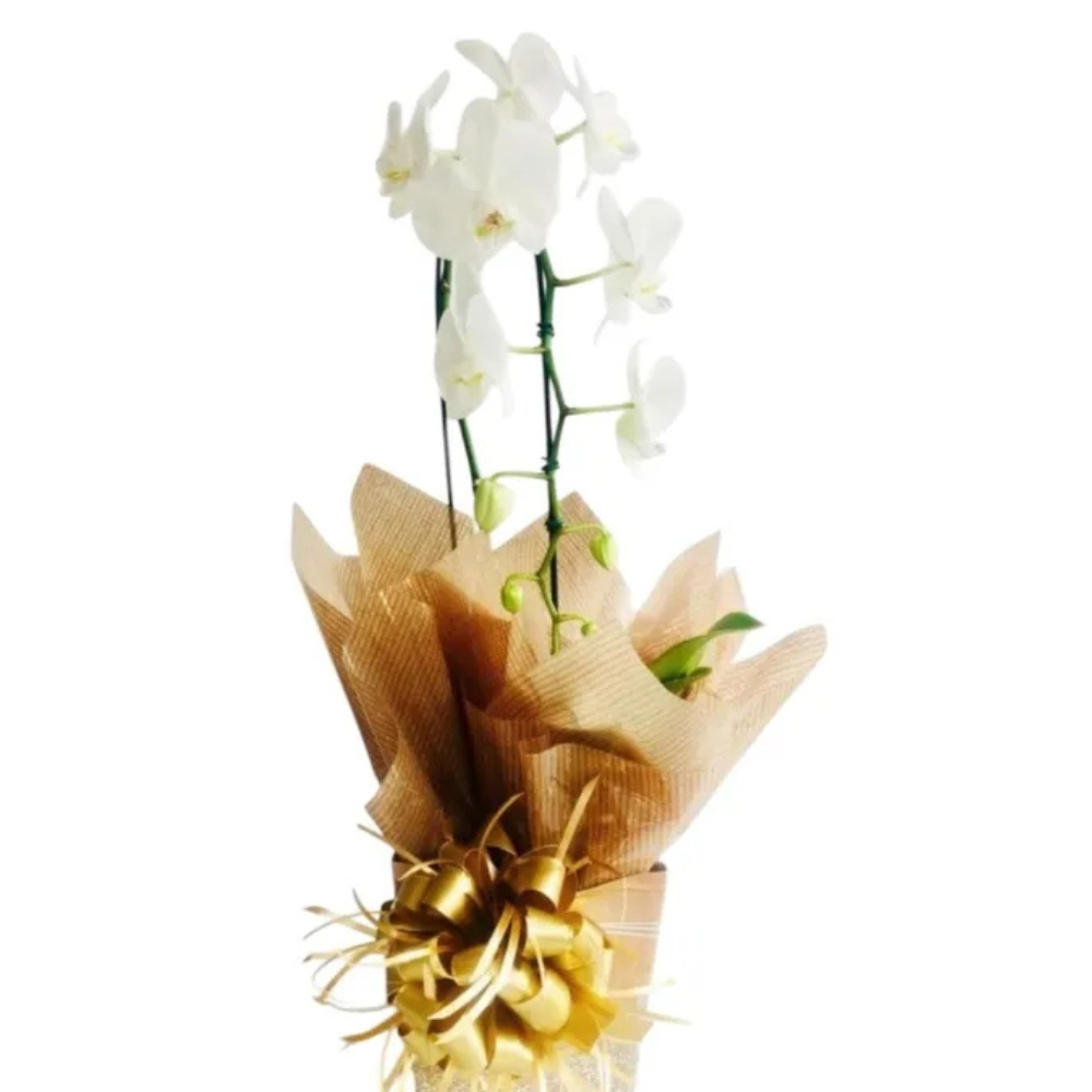 Orquídea Phalaenopsis Branca no Cachepot